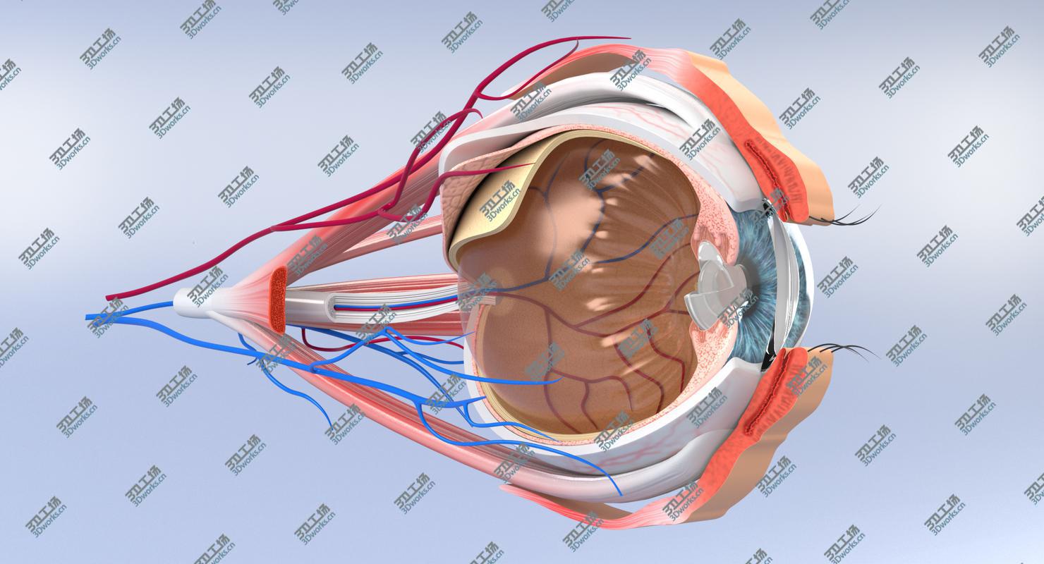 images/goods_img/20210319/3D Eye Anatomy Section/1.jpg